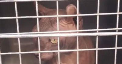 Cat branded with Mexican drug gang tattoo on its skin is found in prison