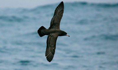 New disease caused by plastics discovered in seabirds