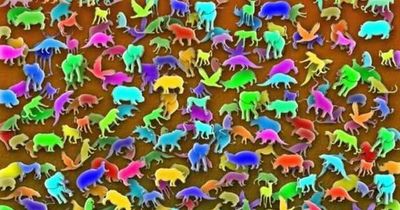 You're of 'extraordinary intelligence' if you can spot the giraffe hiding in this picture