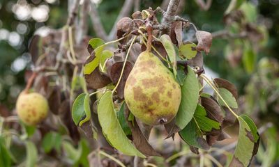Warmer UK weather adding to spread of fruit tree diseases