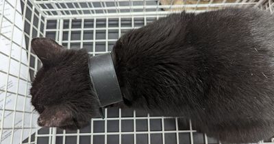 RSPCA rescues cat with a pipe stuck around his neck