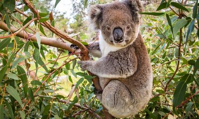 NSW Labor pledges to protect koala population with new national park in Sydney’s south-west