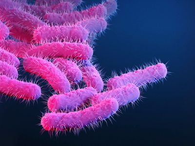 What is Shigella, the increasingly drug-resistant bacteria the CDC is warning about?