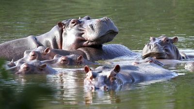 Who can house a hippo? Colombia hopes export part of Pablo Escobar's bloat