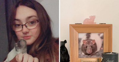 Woman distraught after Evri loses her pet rat's ashes