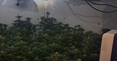 Four arrests as police shut down Sunderland cannabis farm and seize £50,000 worth of illegal drugs