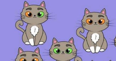 You can officially call yourself smart if you find the odd cat in 7 seconds