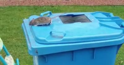 Glasgow bin men startled as video shows huge rats jumping out of rubbish