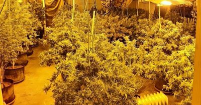 Five arrested in Co Tyrone cannabis farm raid