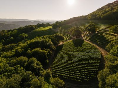 The CFO of one of Napa Valley’s top wineries on being your own advocate