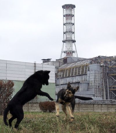 What the Dogs of Chernobyl Could Tell Us About Living on Mars