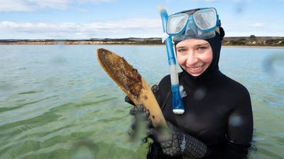 Ceramicist makes 1,000 razorfish shells to revive native angasi oysters off Kangaroo Island