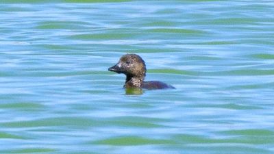 Musk duck found in Central Australia for first time probably lost