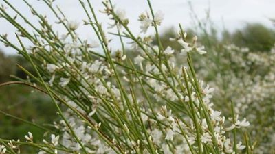 White weeping broom takes over Preston Beach threatening Western Australian native groundcover