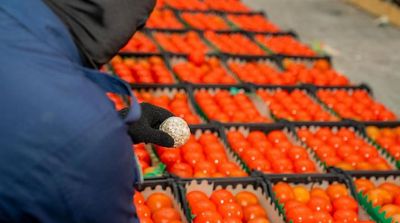 Saudi Authorities Thwart Attempt to Smuggle 2 Million Captagon Tablets in Tomatoes, Pomegranates