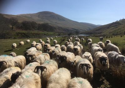 Country diary: There’s only one topic of conversation among farmers at the moment