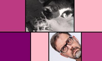 Tim Dowling: spring hasn’t sprung yet, but the tortoise has