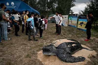 Hatching leatherback turtles get helping hand