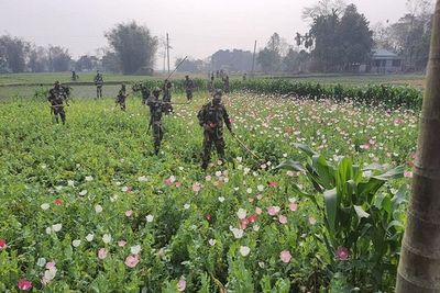 Illegal poppy cultivation at India-Bangladesh border destroyed by BSF