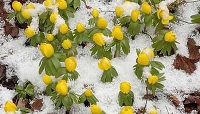 Chicago outdoors: Winter/nesting robins, winter aconite, hiking the A.T., Winnebago ice shacks