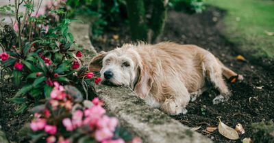 Mum slammed for insisting son 'digs up dead dog' buried in garden to cremate it