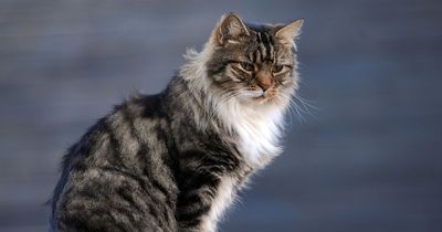 Rare cat disease that causes skin-blisters and lesions in humans discovered in UK