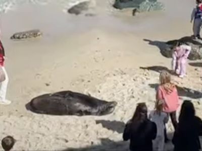 ‘Thank you for this’: Lifeguard praised for telling girl to leave San Diego beach after bothering sea lions