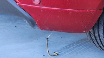 Man discovers baby eastern brown snake being attacked by redback spider in his Two Wells shed