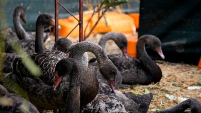 Every summer, WA black swans abandon their cygnets and FAWNA wildlife carers come to their rescue