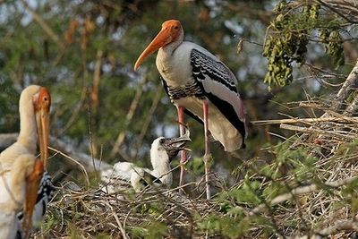 Assam: Doloni Beel bird survey records 47 wetland species, 1847 individual birds