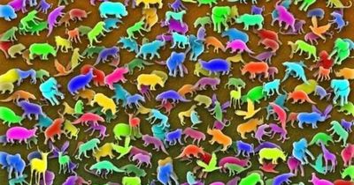 If you can spot the giraffe in this picture within 11 seconds you have extraordinary intelligence