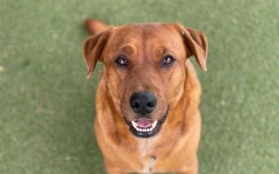 From cost of living to COVID, changing fortunes lead to crisis for animal rescue shelters