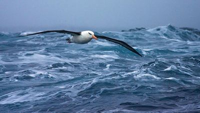 UN states agree 'historic' deal to protect high seas