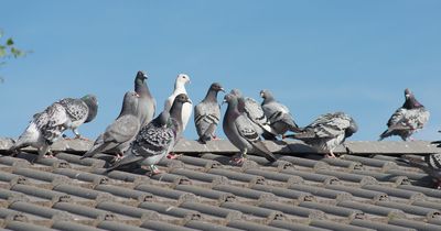 'My house and car are covered in bird poo as neighbour won't stop feeding pigeons'