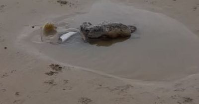 This live stingray was left stranded in a small pool on a Welsh beach