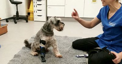 Freddie is enjoying walkies again thanks to his prosthetic paw