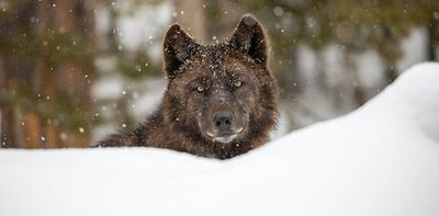 Why Bringing Grey Wolves Back to Colorado Offers Surprising Benefits