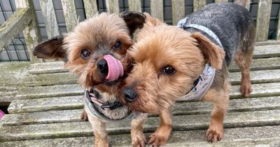 Yorkshire Terrier duo looking for home together as they’re ‘like a married couple’