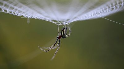 Vineyard turns to insects to repair environment, reduce pests, save money