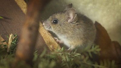 Endangered Pookila mouse captive-breeding program's team celebrates birth of pups