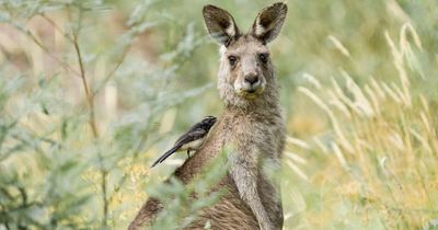Bird's breakfast snack off kangaroo's back