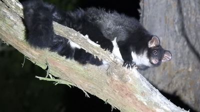 Endangered greater gliders will be collateral of planned burns, environmental groups say