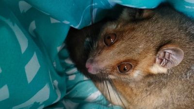 Hitchhiking possum embarks on relay from Gold Coast to Sydney thanks to wildlife carers