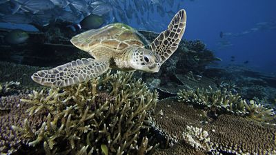 Environmentalists hail historic ocean treaty: "Biggest conservation agreement in history"
