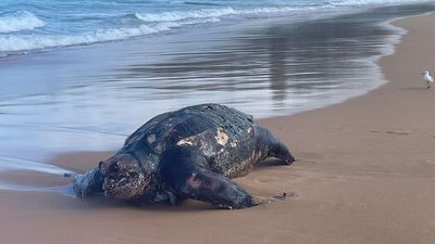 Authorities investigate death of rare leatherback turtle found north of Sydney