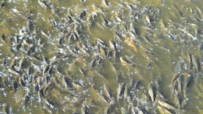 Fishers catch up to 18,000 carp as flooded Murray-Darling Basin sees population boom