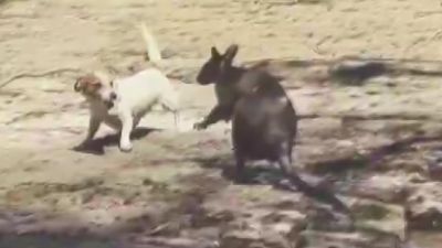 Tasmanian woman who uploaded video to TikTok of animal being tormented by dog escapes prison sentence