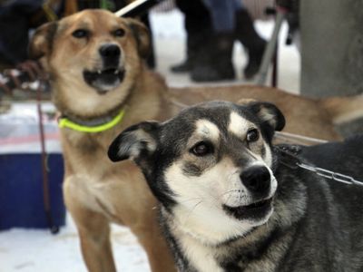 The smallest field ever of competing sled dog teams takes off in the Iditarod race