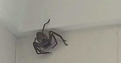 Terrified Brit woman offers strangers £30 to remove enormous huntsman spider from home