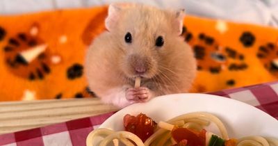 Scots man pampers two pet hamsters and serves them miniature home-cooked meals